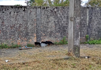 GCM resgata filhotes de cães em Paranaguá 4