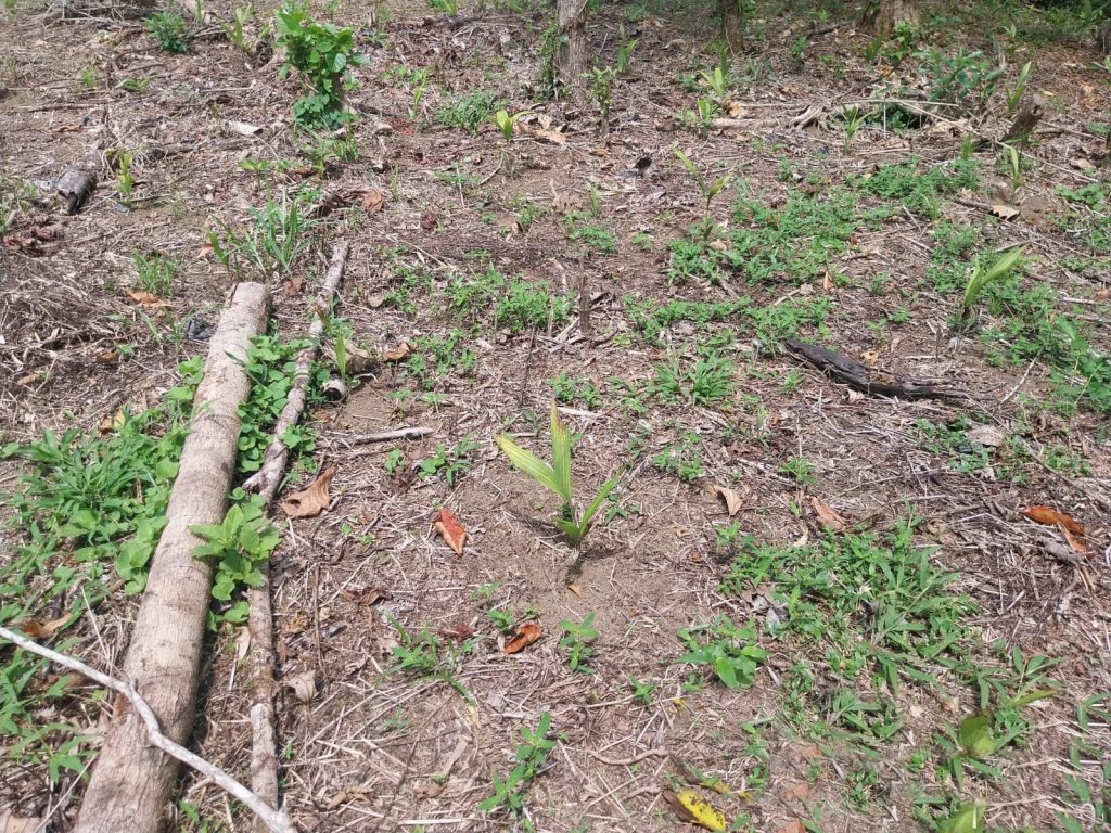 Polícia Ambiental Guaratuba 01