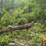 Polícia Ambiental Guaratuba 051