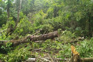 Polícia Ambiental Guaratuba 051