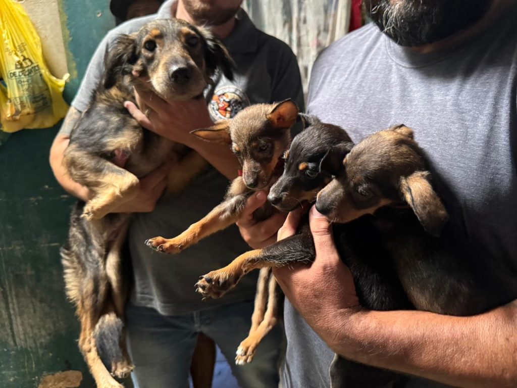 OPERAÇÃO ANIMAIS NO LIXO – FOTO Silvia Costa – PREFEITURA DE PARANAGUÁ (10)