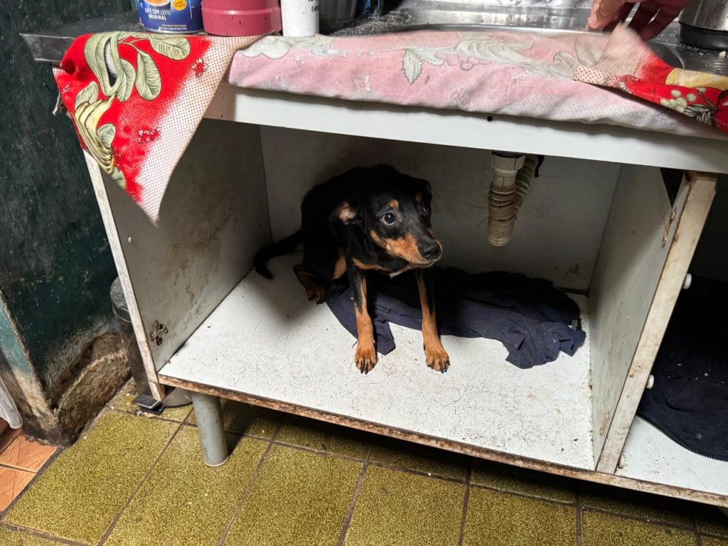 OPERAÇÃO ANIMAIS NO LIXO – FOTO Silvia Costa – PREFEITURA DE PARANAGUÁ (11)