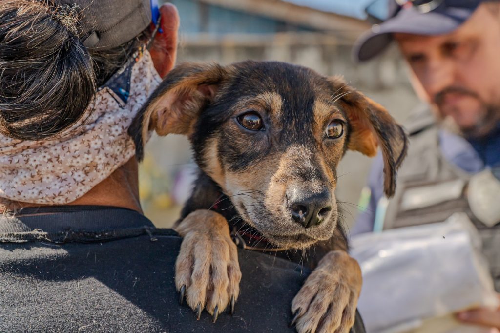 OPERAÇÃO ANIMAIS NO LIXO – FOTO Silvia Costa – PREFEITURA DE PARANAGUÁ (6)