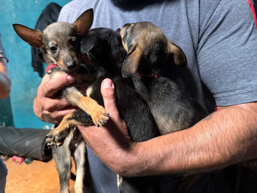 OPERAÇÃO ANIMAIS NO LIXO – FOTO Silvia Costa – PREFEITURA DE PARANAGUÁ (9)