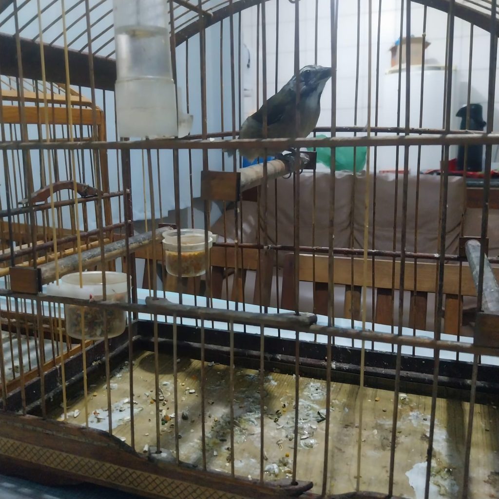 Policiais do Batalhão Ambiental patrulhavam Guaratuba quando avistaram sete gaiolas com pássaros na área externa de uma residência.