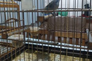 Policiais do Batalhão Ambiental patrulhavam Guaratuba quando avistaram sete gaiolas com pássaros na área externa de uma residência.
