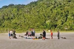 Rapaz morre afogado na Ilha do Mel
