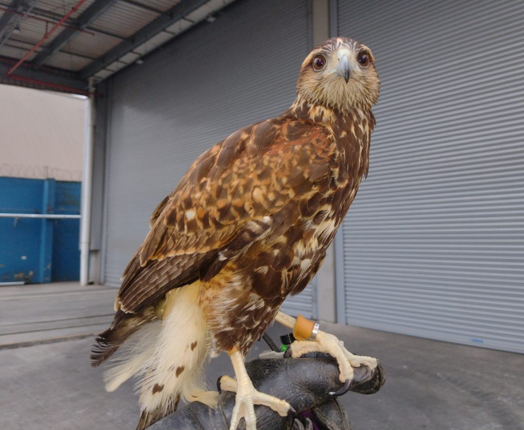 Voo dos falcões sobre terminais portuários se transforma em uma ferramenta estratégica para equilibrar produção, segurança e preservação ambiental. Foto: Divulgação