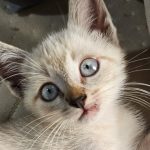 O abandono de animais é apontado como um dos principais problemas enfrentados por protetores e organizações da causa animal. Foto: Maria Heiffer/JBLitoral