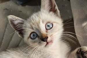 O abandono de animais é apontado como um dos principais problemas enfrentados por protetores e organizações da causa animal. Foto: Maria Heiffer/JBLitoral