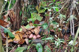 Idoso resgatado pela PM em Antonina
