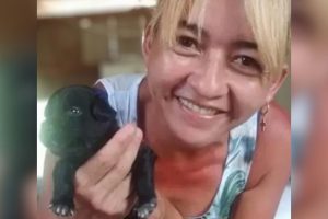 SOELI ADOCAO ANIMAIS
