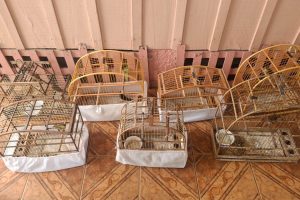 Apreensão de pássaros Polícia Ambiental 1
