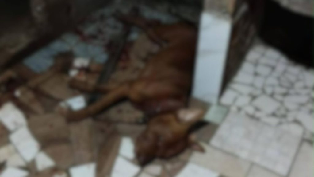 Pitbull baleado PM