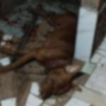 Pitbull baleado PM