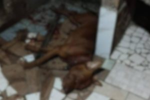 Pitbull baleado PM