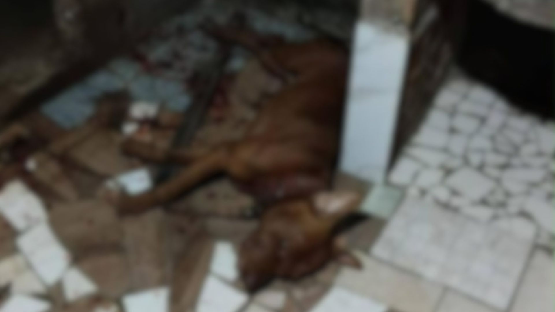 Pitbull baleado PM