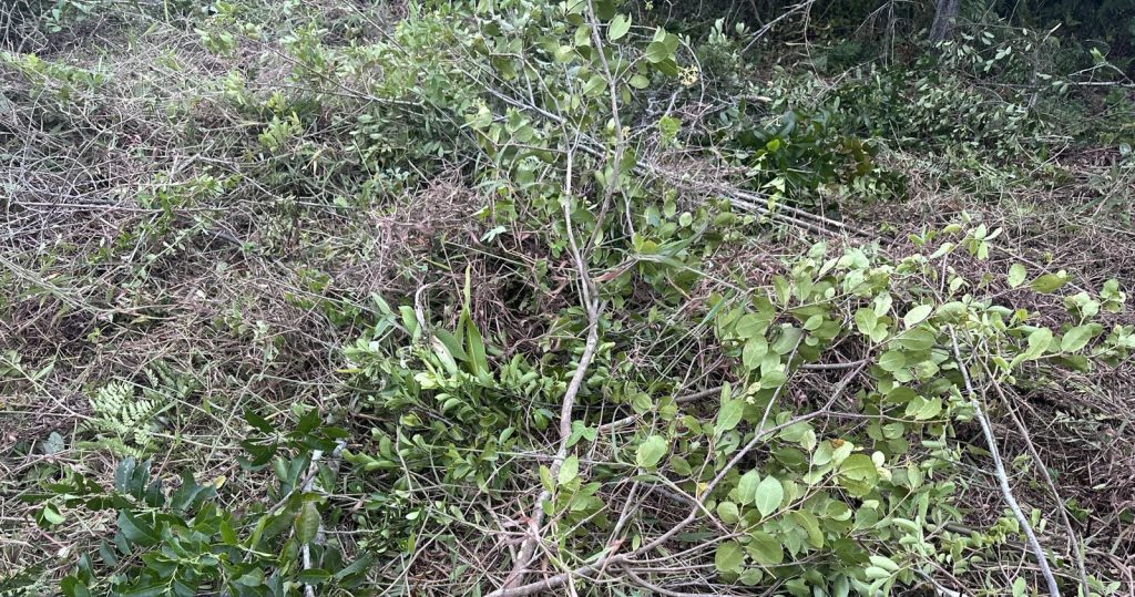 Polícia Ambiental corte de vegeração em Guaratuba