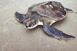 Resgate Tartarua Polícia Ambiental Guaratuba 05