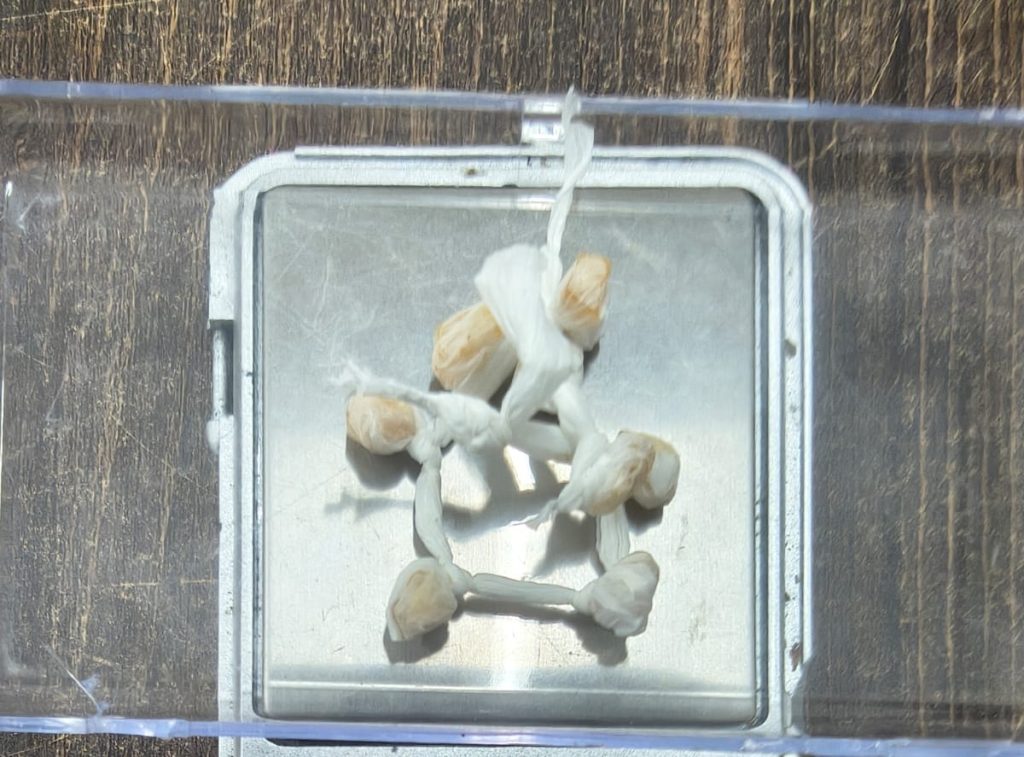 Tráfico de drogas Matinhos 05