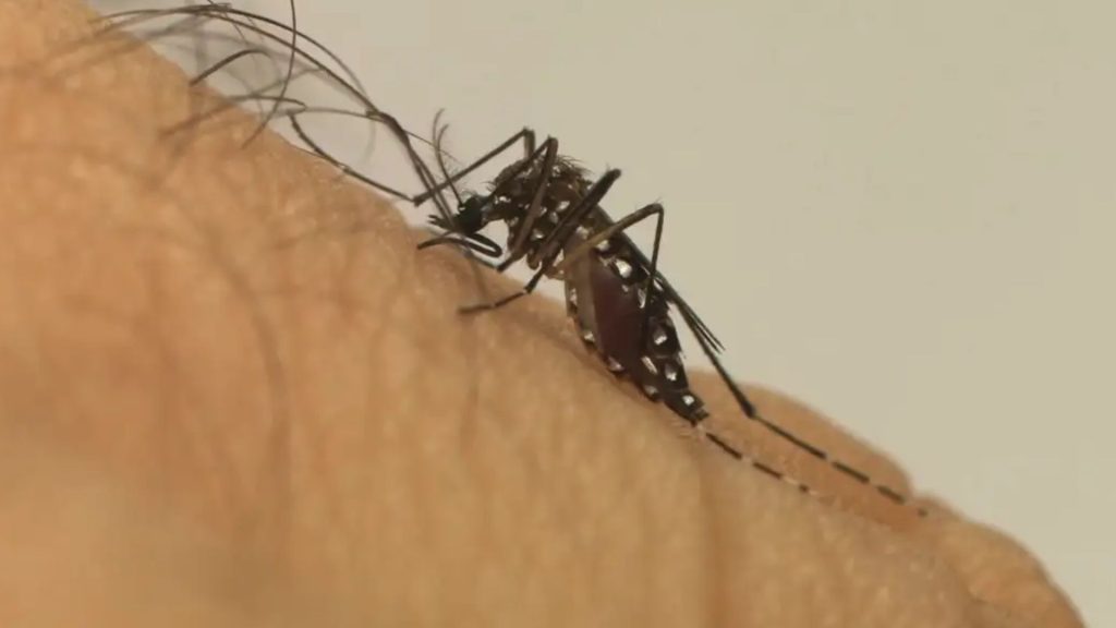 Mosquito aedes aegypti. Divulgação/Fiocruz