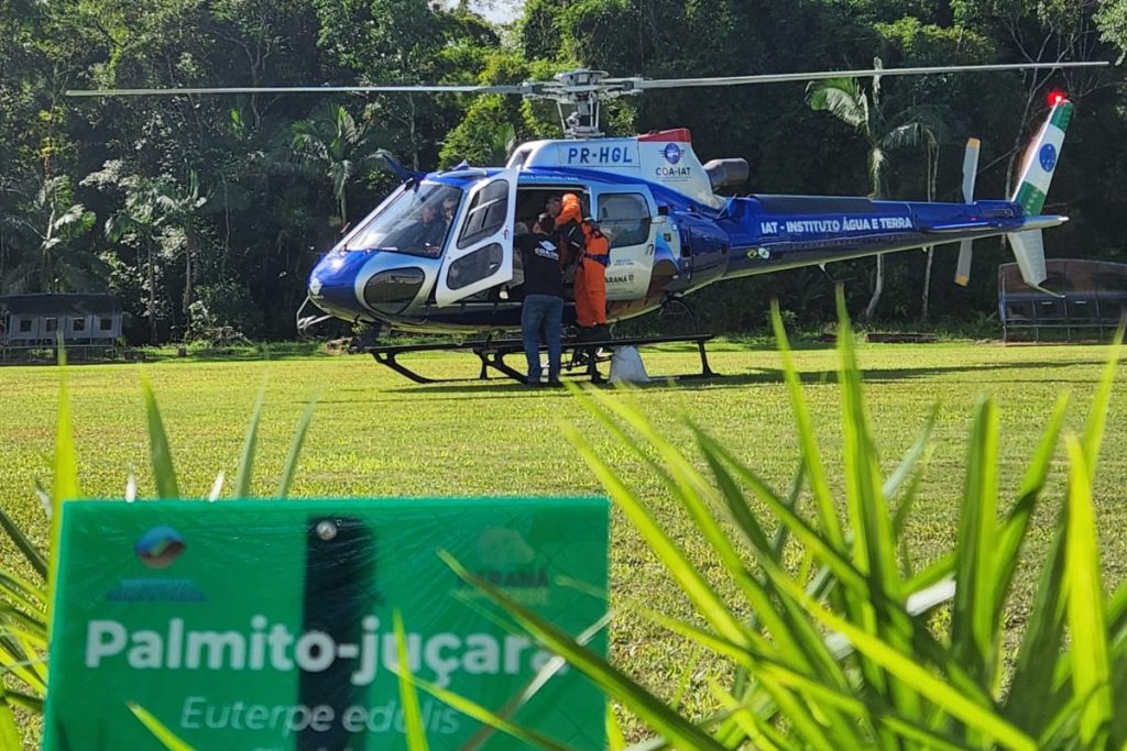 sementes palmito juçara morretes credito COA-IAT