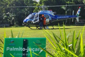 sementes palmito juçara morretes credito COA-IAT