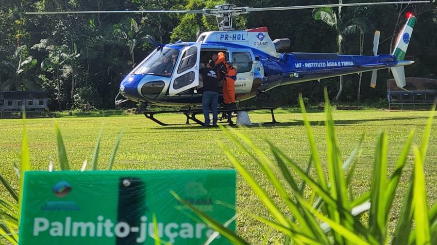 sementes palmito juçara morretes credito COA-IAT