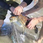 Polícia Ambiental resgate tartaruga Guaratuba