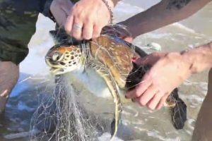 Polícia Ambiental resgate tartaruga Guaratuba