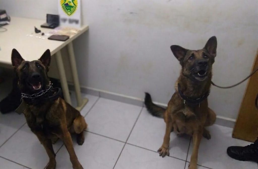 Cão policial farejador