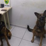 Cão policial farejador