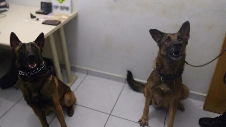 Cão policial farejador