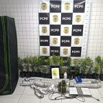 Tráfico de drogas em Matinhos Estufa