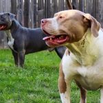 Pitbull
