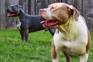 Pitbull