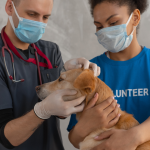 atendimento veterinário gratuito Guaratuba – foto Prefeitura