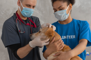 atendimento veterinário gratuito Guaratuba – foto Prefeitura