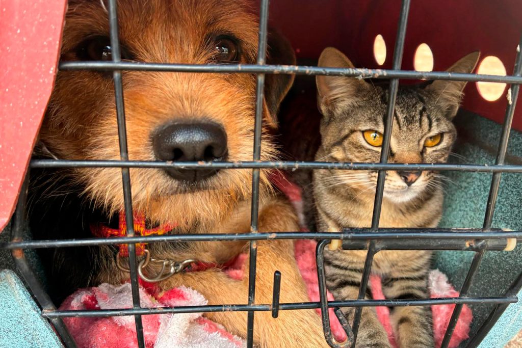 atendimento veterinario foto Denis Ferreira Netto SEDEST