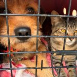 atendimento veterinario foto Denis Ferreira Netto SEDEST