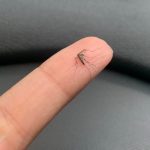 Aedes aegypti é o principal transmissor da dengue, zika e chikungunya. Foto: Divulgação/Fiocruz