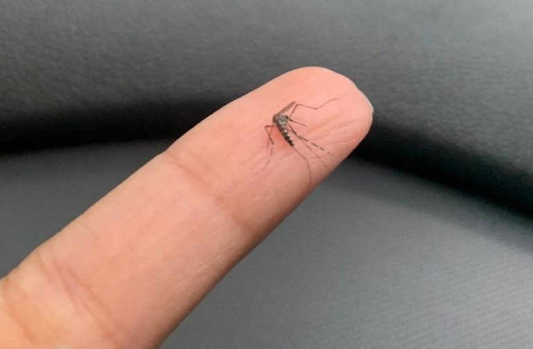 Aedes aegypti é o principal transmissor da dengue, zika e chikungunya. Foto: Divulgação/Fiocruz