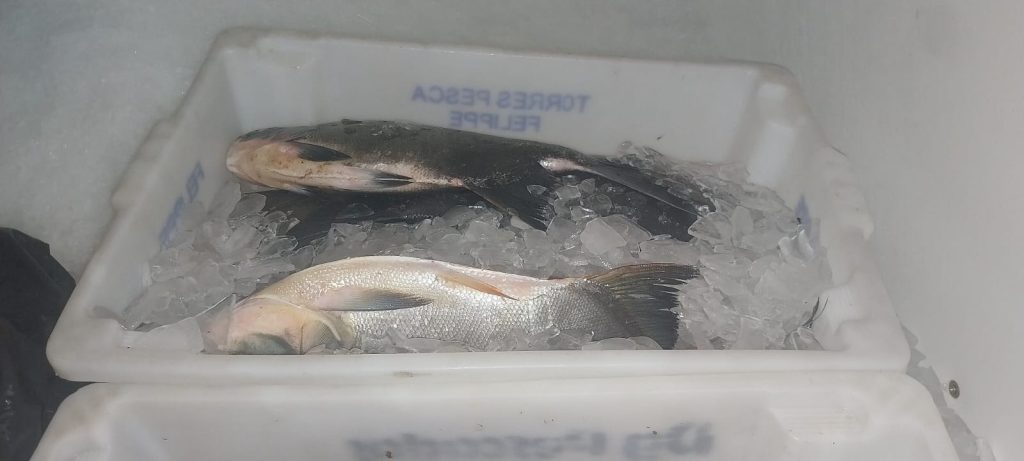 Apreensão de peixes e camarão em Guaratuba (1)