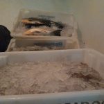 Apreensão de peixes e camarão em Guaratuba (2)