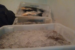 Apreensão de peixes e camarão em Guaratuba (2)
