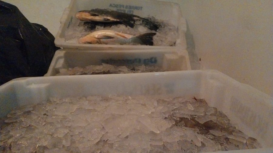 Apreensão de peixes e camarão em Guaratuba (2)