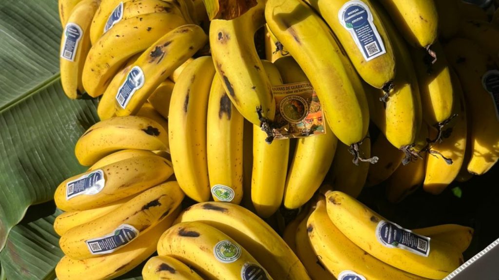 BANANA ORGANICA GUARATUBA – FOTO PREFEITURA