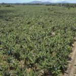 cep rural guaratuba