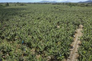 cep rural guaratuba