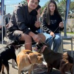 cachorro castração